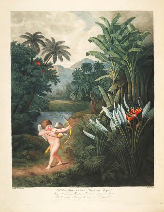 Cupid Inspiring Plants with Love (1807) by Robert John Thornton