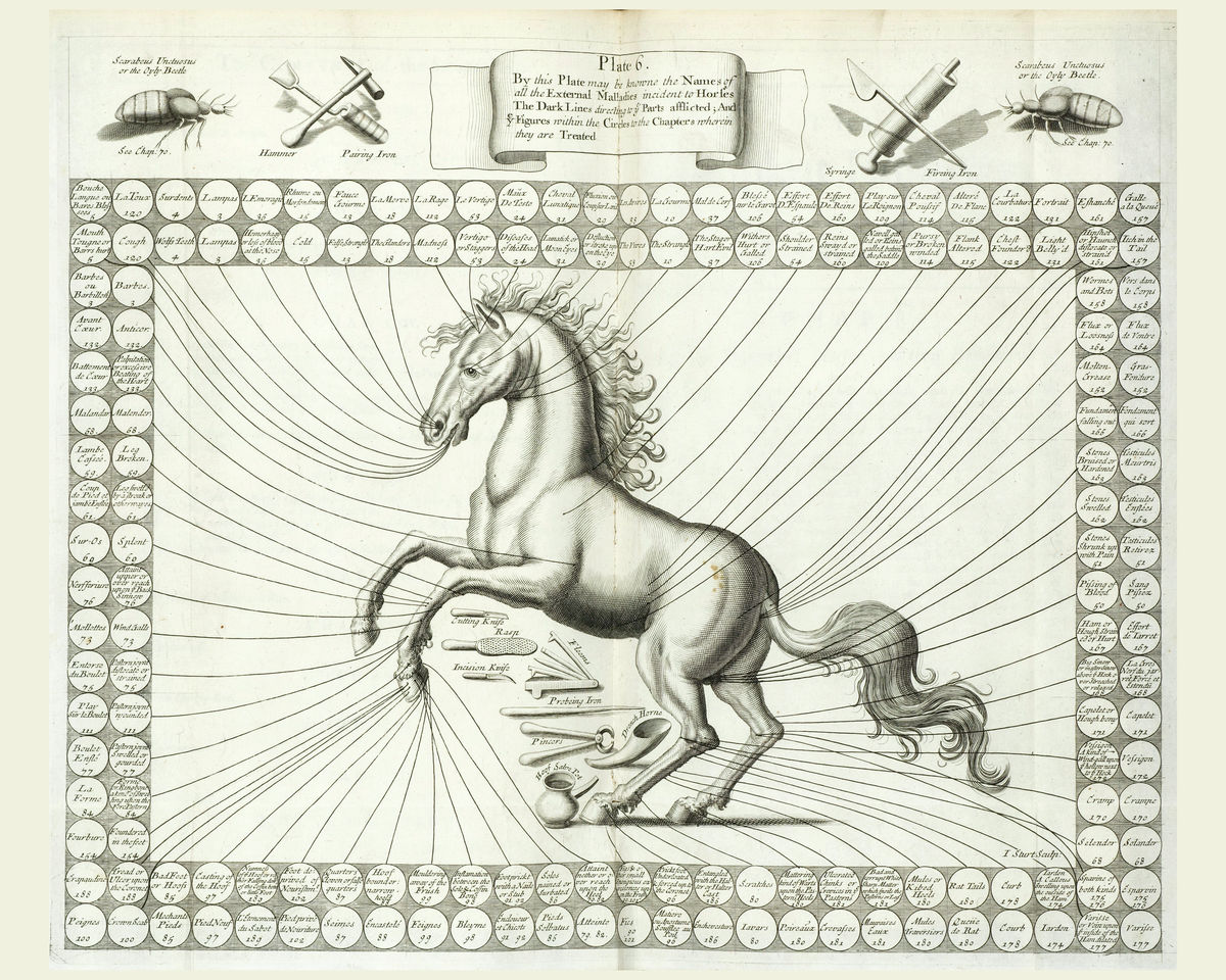 Horse Body Parts, illustration (II) - 1636