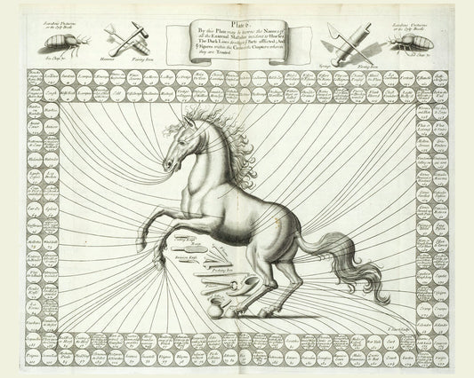Partes del cuerpo del caballo, ilustración (II) - 1636