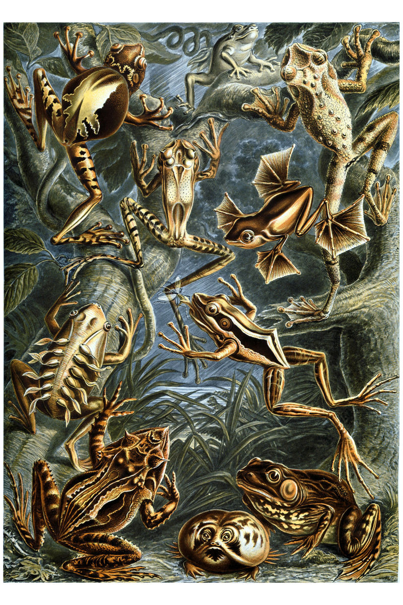 Batrachia by Ernst Haeckel - 1904