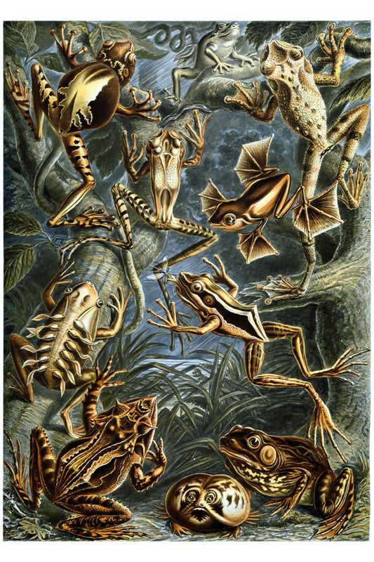 Batrachia de Ernst Haeckel - 1904
