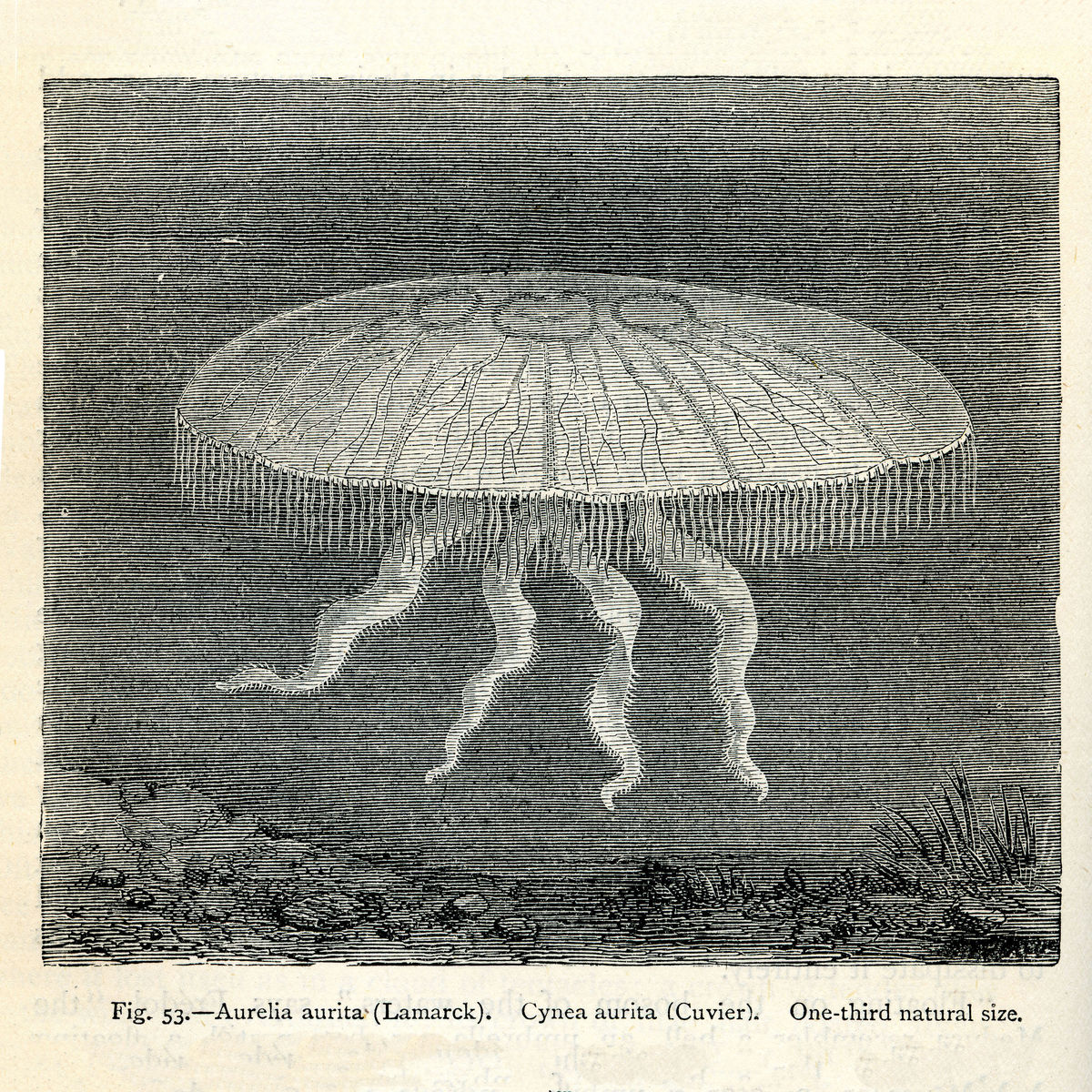 Le monde océanique étant une description de la mer et de certains de ses habitants - 1872