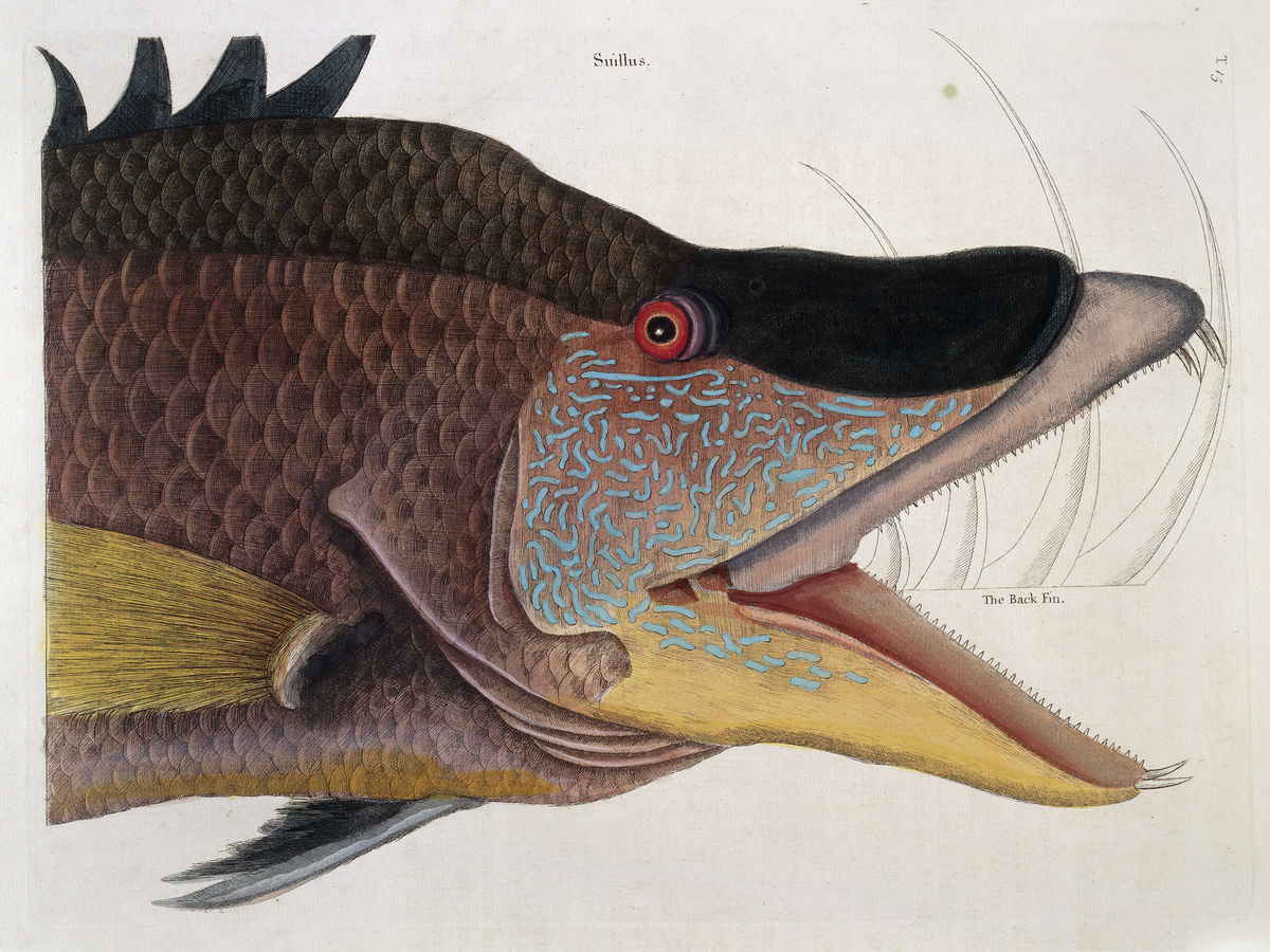 The head and Jaws of the Great Hog-Fish