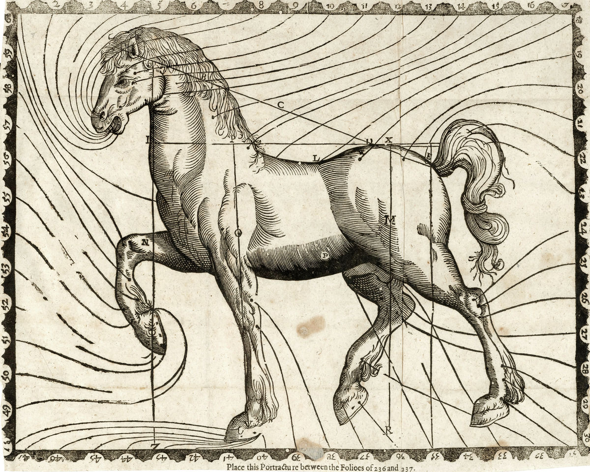 Ilustración de un caballo que muestra diferentes partes del cuerpo.