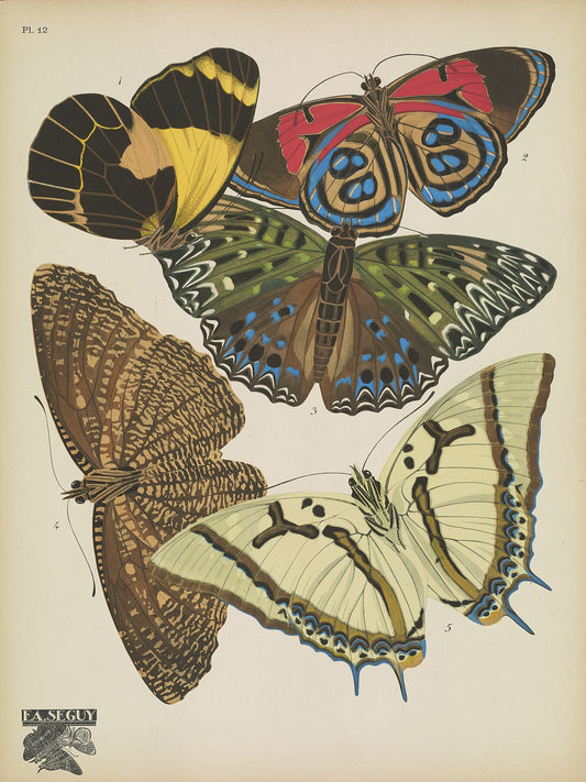 Papillons (lámina 12) de Emile-Allain Séguy, 1925 