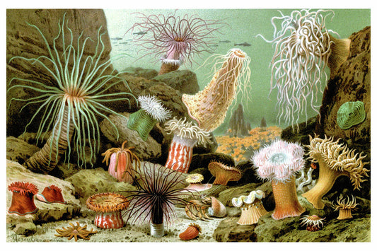 Varios ejemplos de anémonas de mar