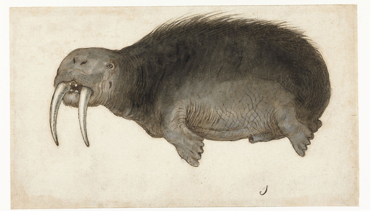 Walrus, from the Lombard Album - c.1550 -1570