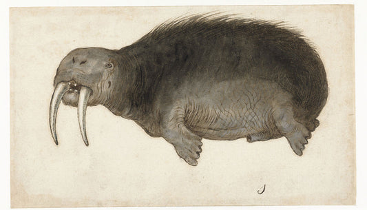 Morsa, del álbum lombardo - c.1550 -1570 