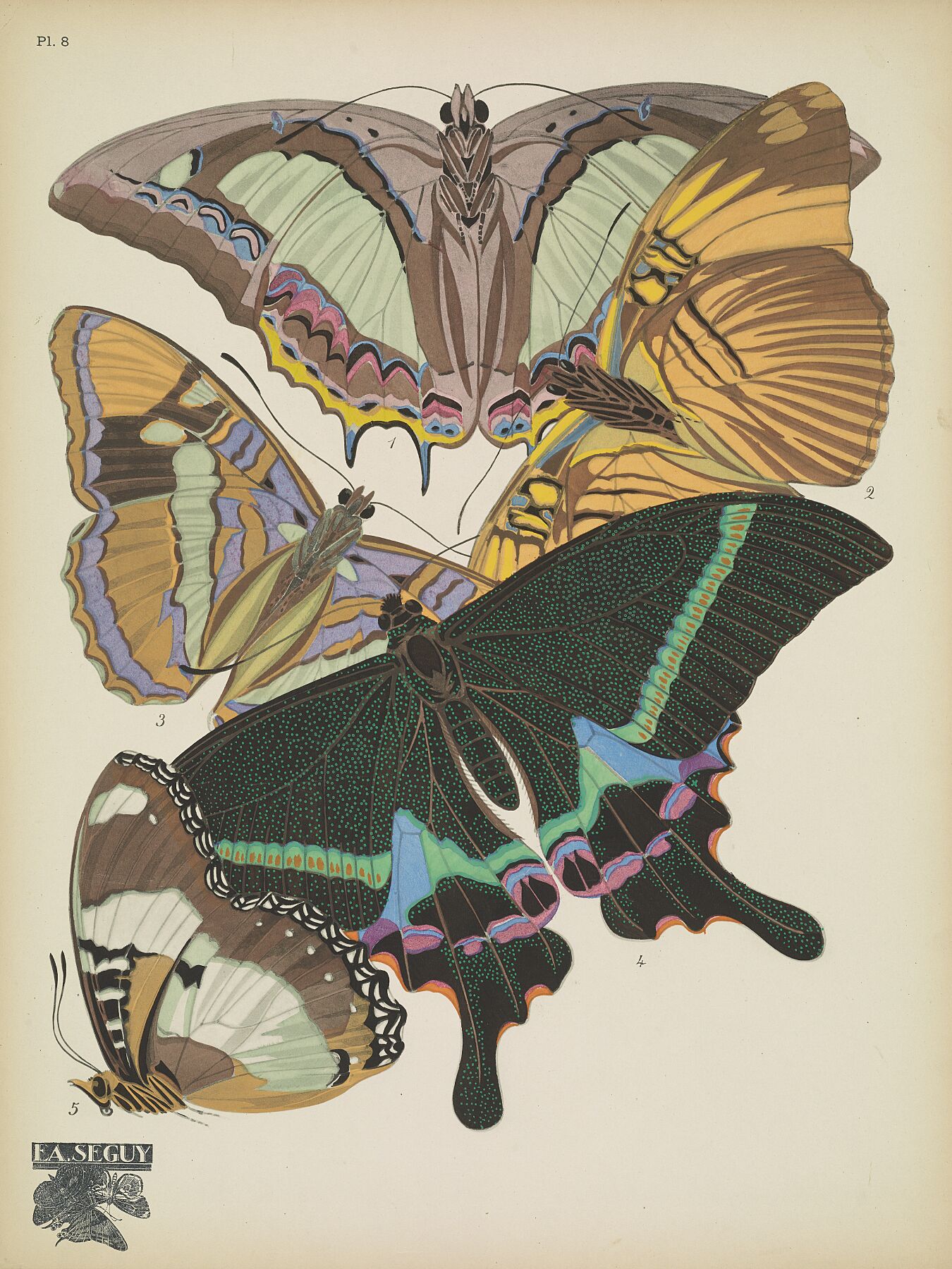 Papillons (planche 8) d'Emile-Allain Séguy - 1925 