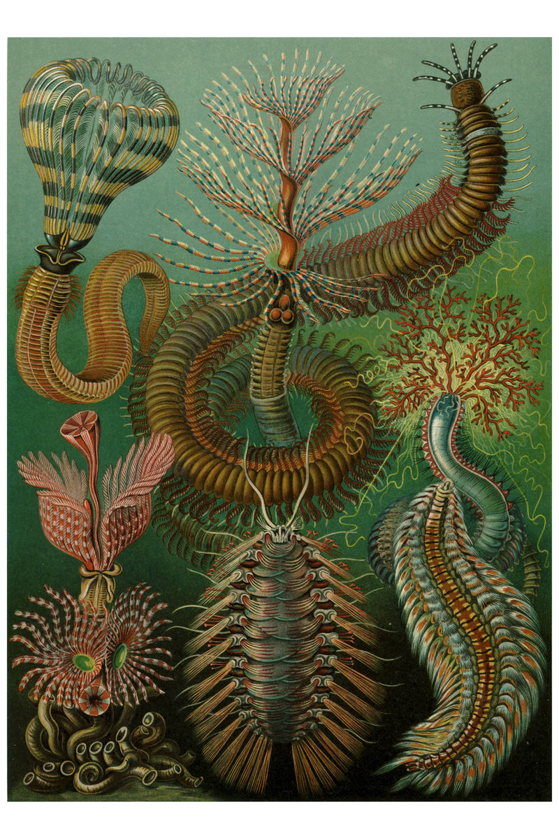 Chaetopoda (Annelids) by Ernst Haeckel - 1904