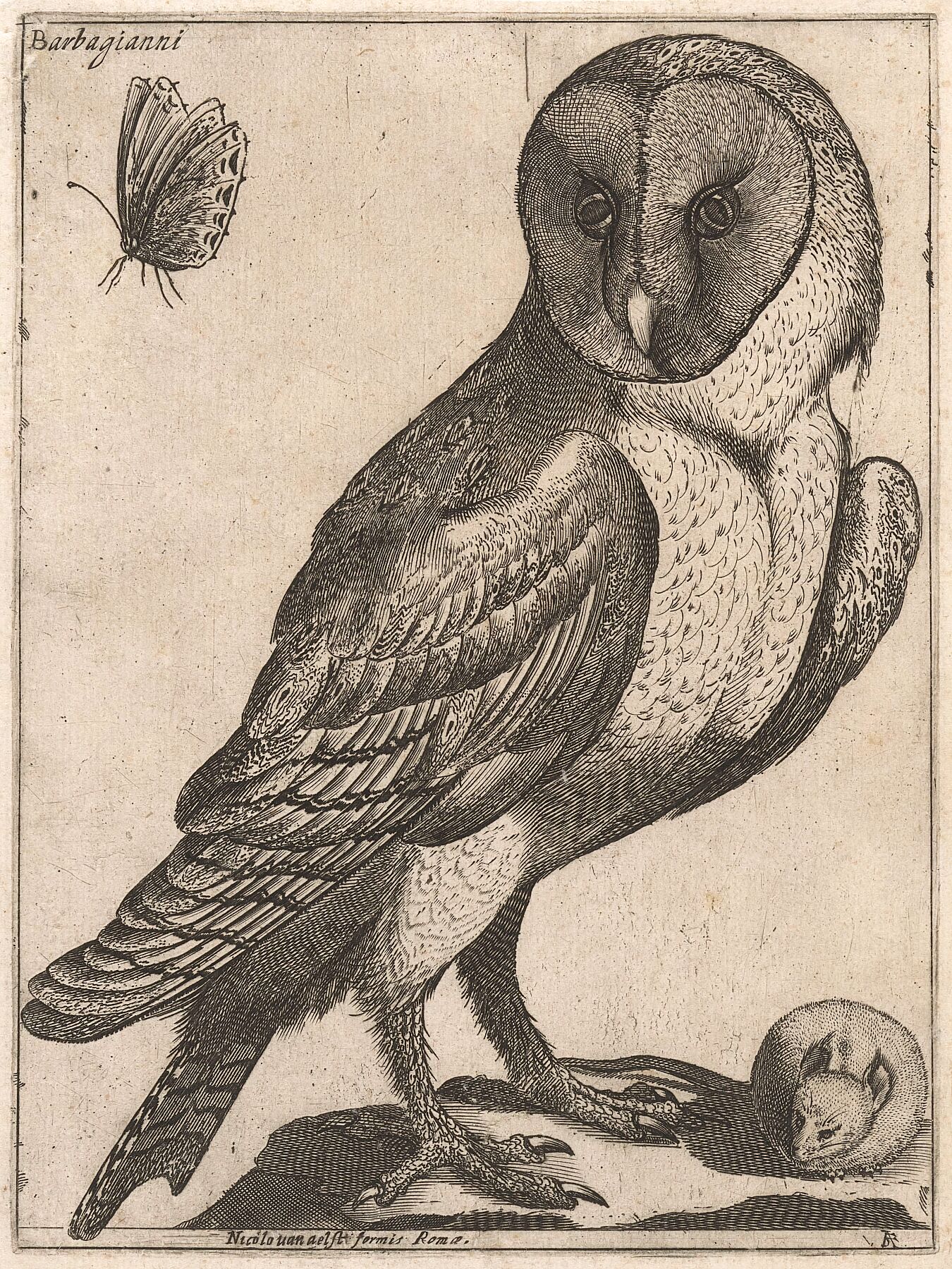 Barn Owl by Jacques de Fornazeris - 1594