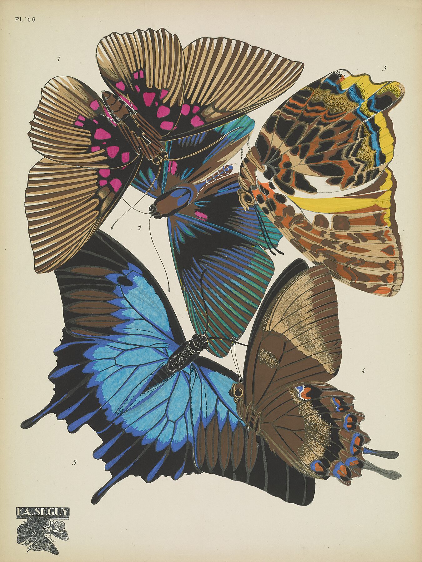 Papillons (planche 16) d'Emile-Allain Séguy - 1925 