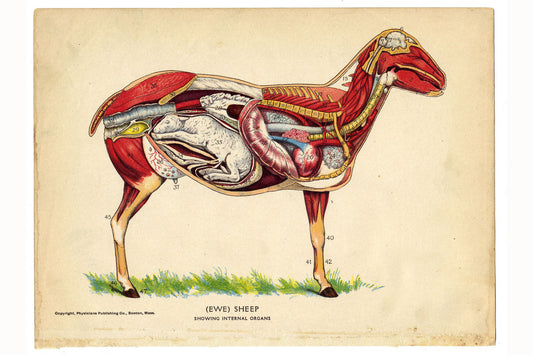 Intérieur d'un mouton de Le médecin de famille - 1905 