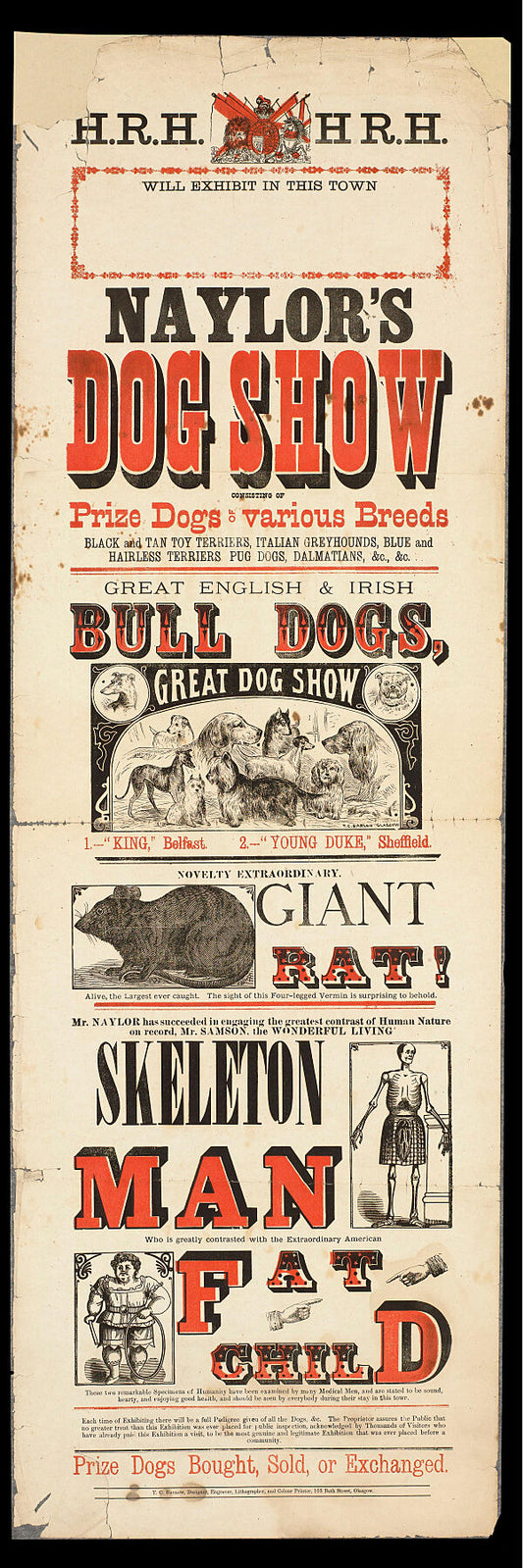 Naylor's Dog Show consisting of prize dogs of various breeds... - novelty extraordinary giant rat... - Mr. Samson, the wonderful Living Skeleton Man who is greatly contrasted with the extraordinary American Fat Child.  Date [c.1879]