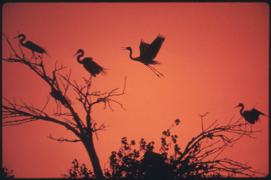 American egrets roosting and nesting on the Colorado River Indian Reservation near Parker, May 1972