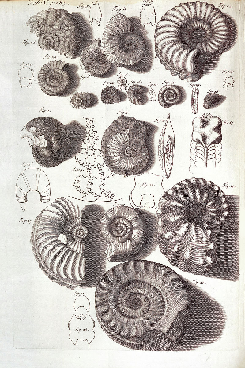 Fossiles d'ammonites illustrant le discours de Hooke sur les tremblements de terre par Robert Hooke 