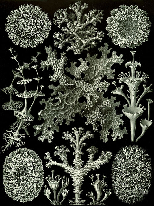 Lichen by Ernst Haeckel - 1904