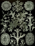 Lichen by Ernst Haeckel - 1904