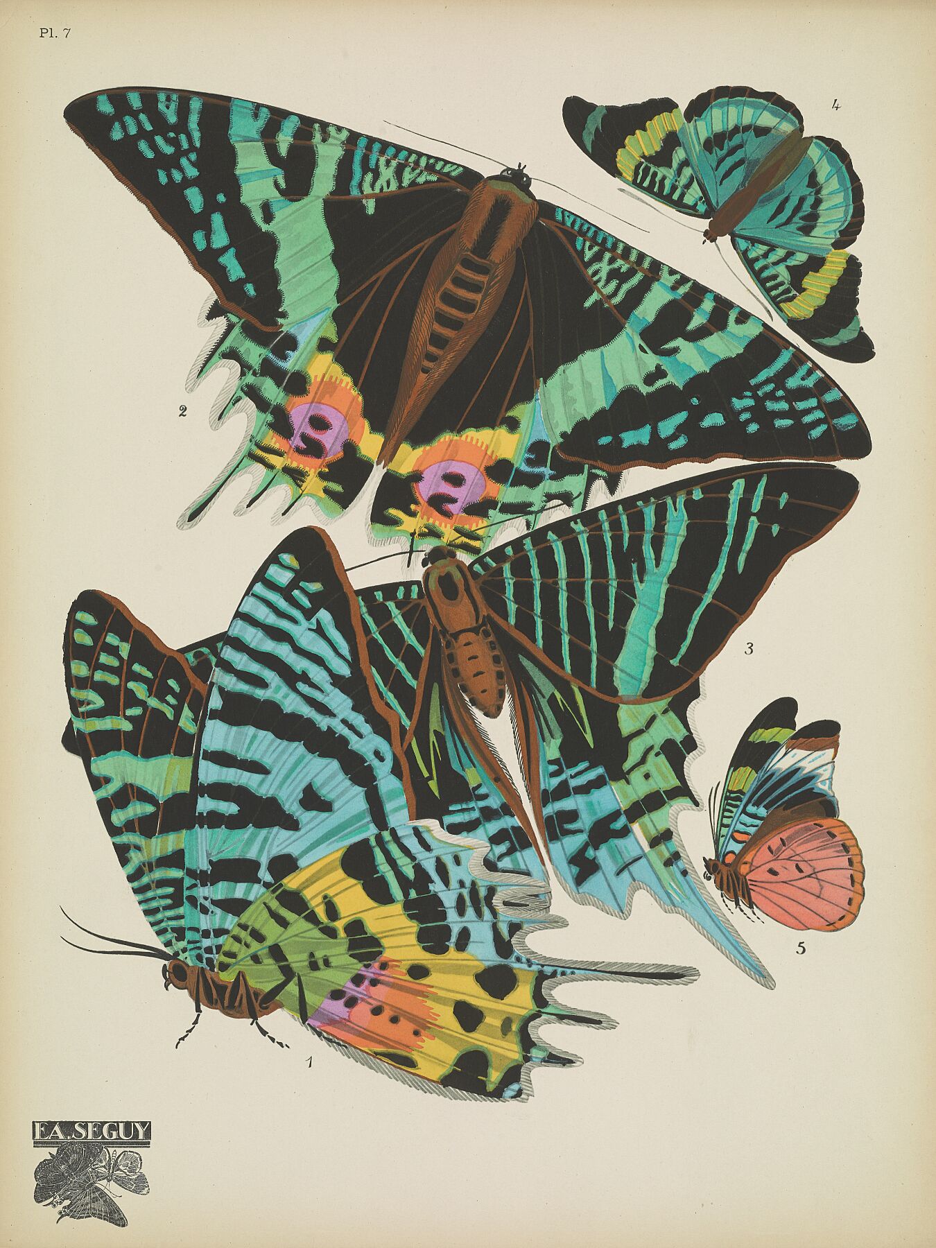 Papillons (planche 7) d'Emile-Allain Séguy - 1925 